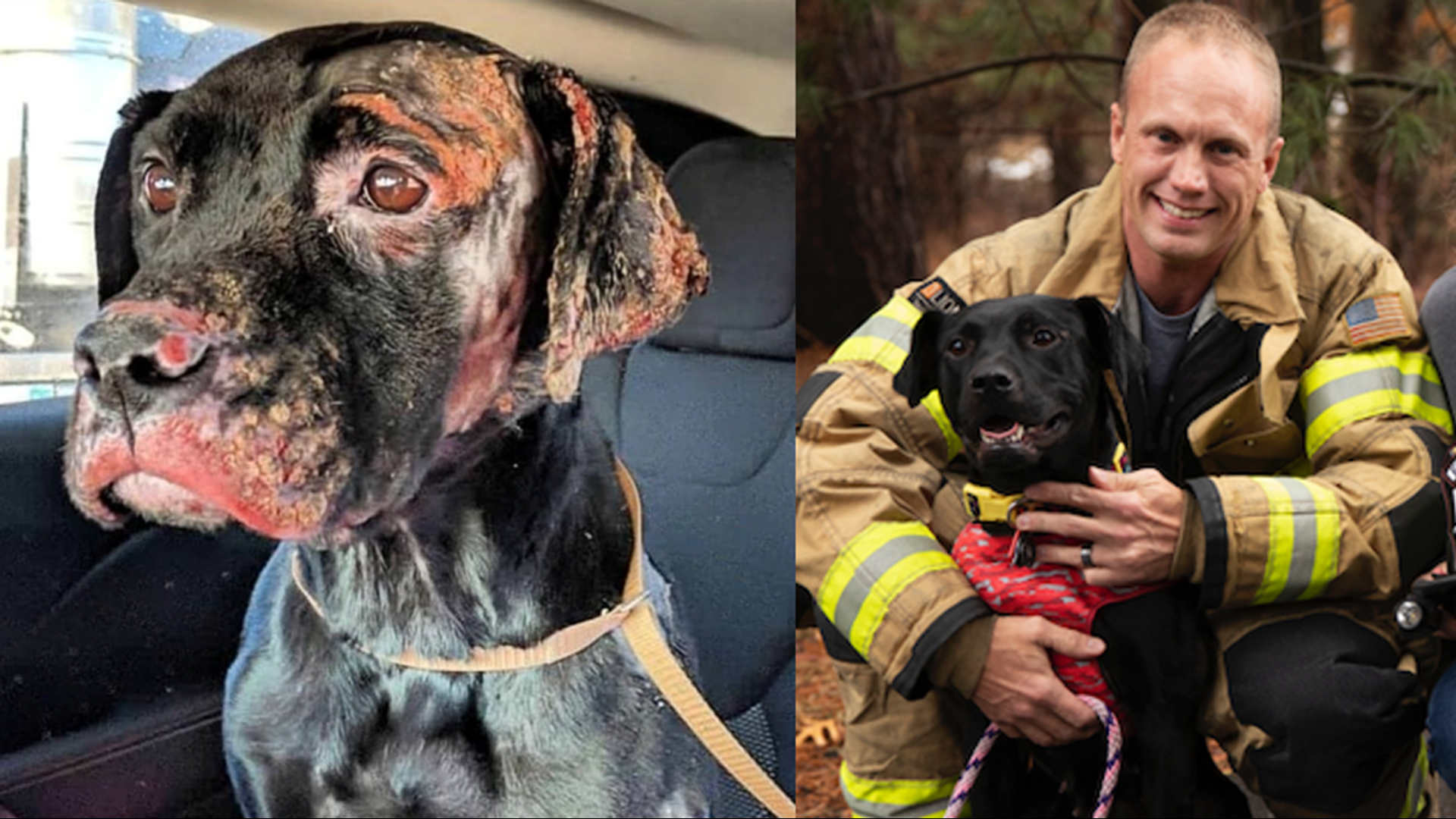 Lexi Ann was severely burned in a house fire. Now she's been adopted by a firefighter... who has a special mission for the brave dog.