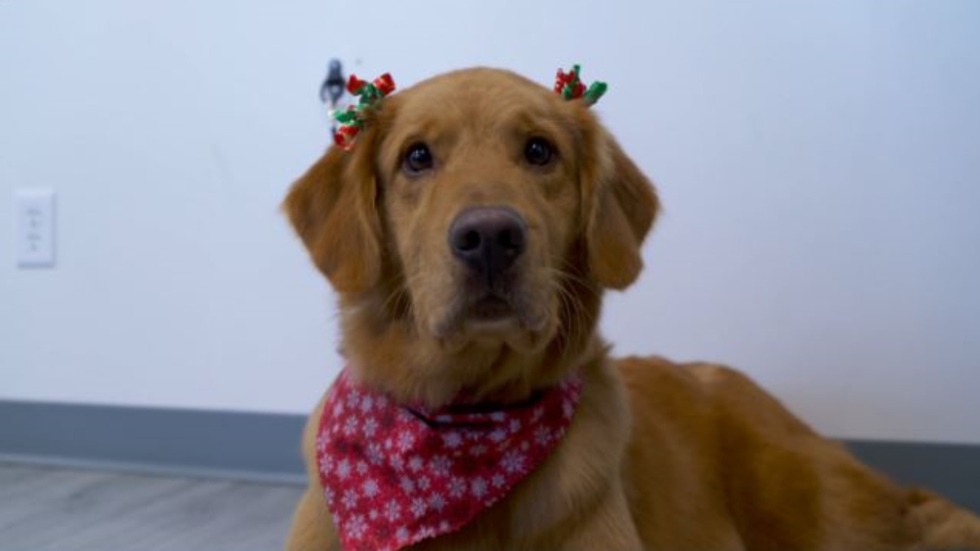Adore Dog Salon is giving Underdog Rescue dogs a festive fresh look in hopes they'll be adopted this holiday season.