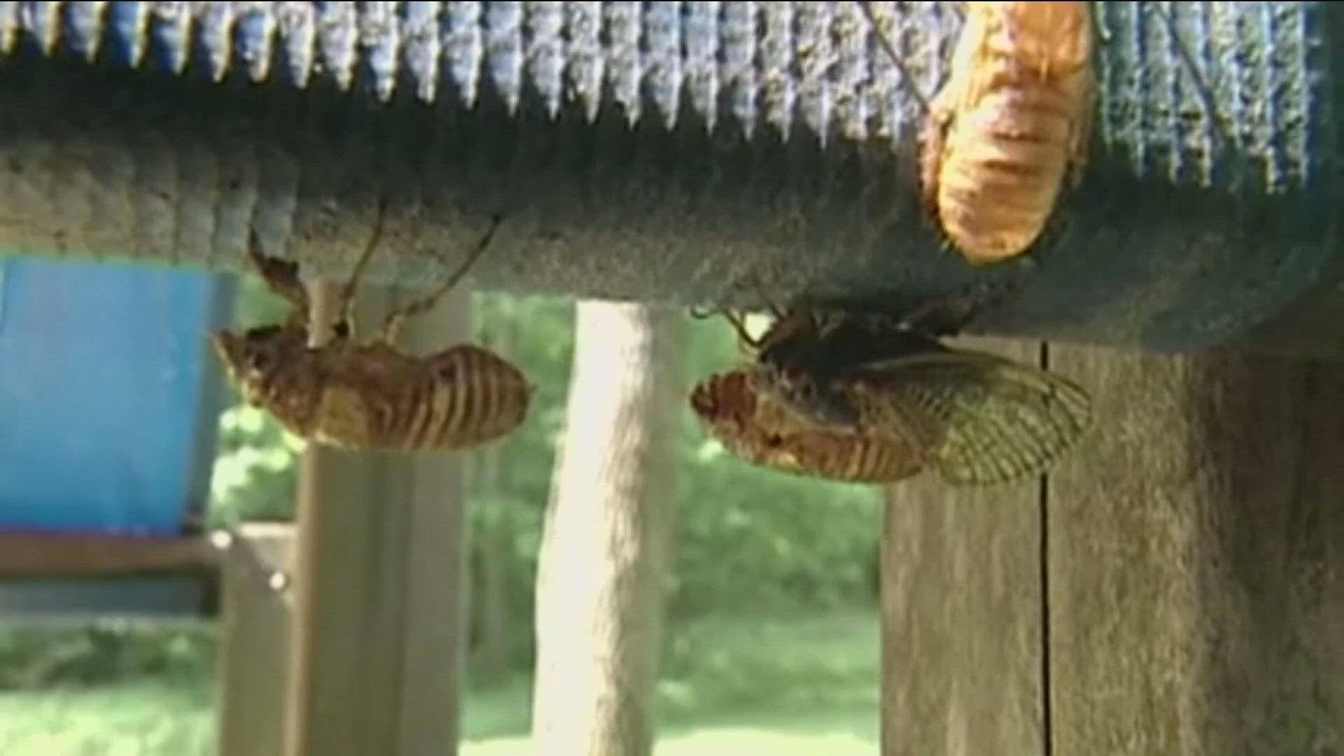 Two broods of cicadas are hatching, one that has been underground for 13 years and the other for 17 years.