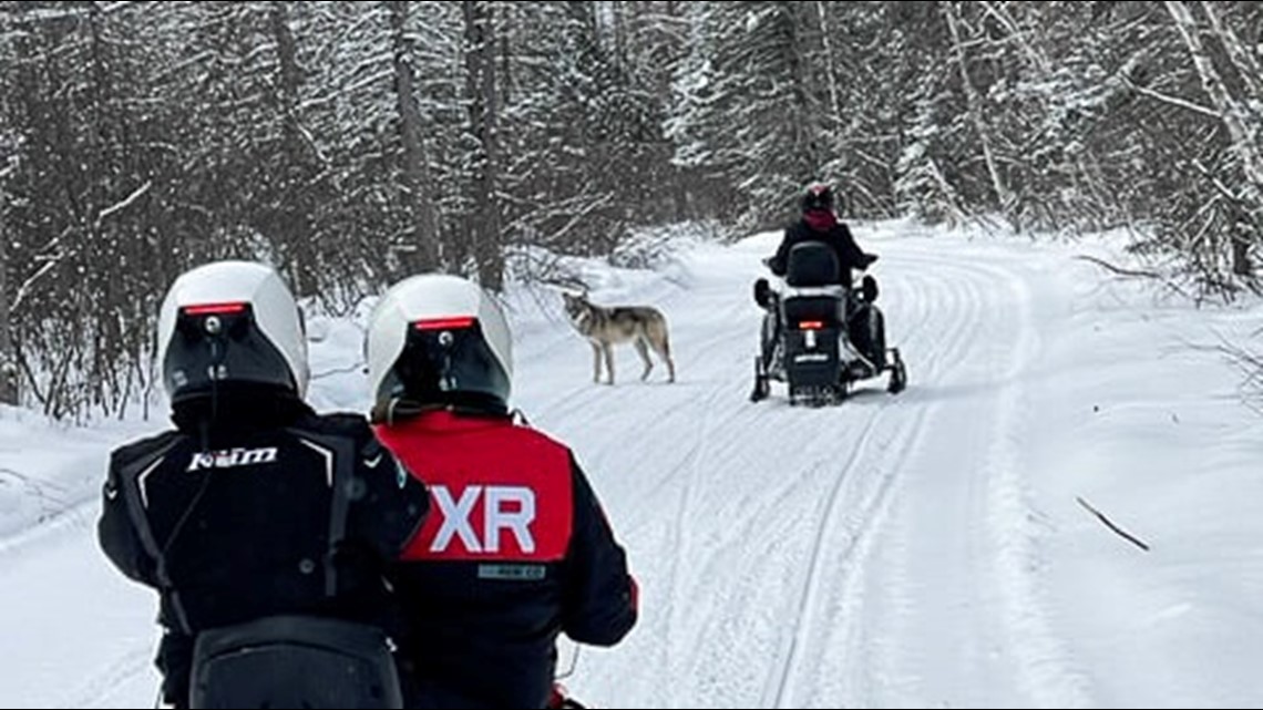 Wolf unafraid of snowmobilers, shows 'extremely abnormal' behavior in northern MN - Vimarsana News
