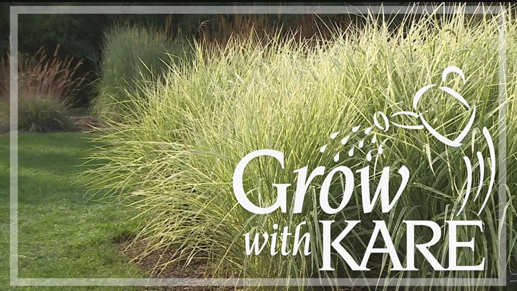 Grow with KARE | Celebrating the Arb's grass collection