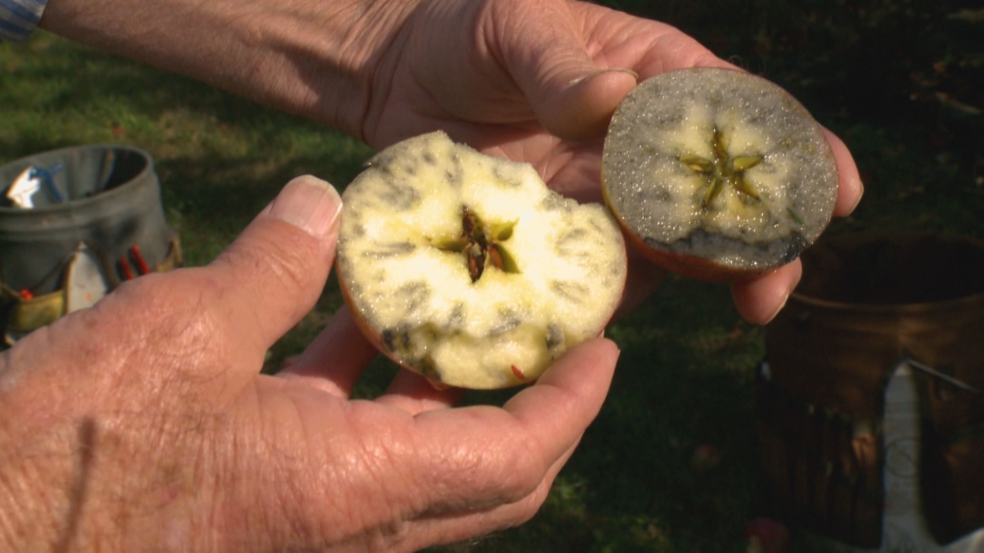 'Save the world from mediocre apples': How the U of M develops the next ...