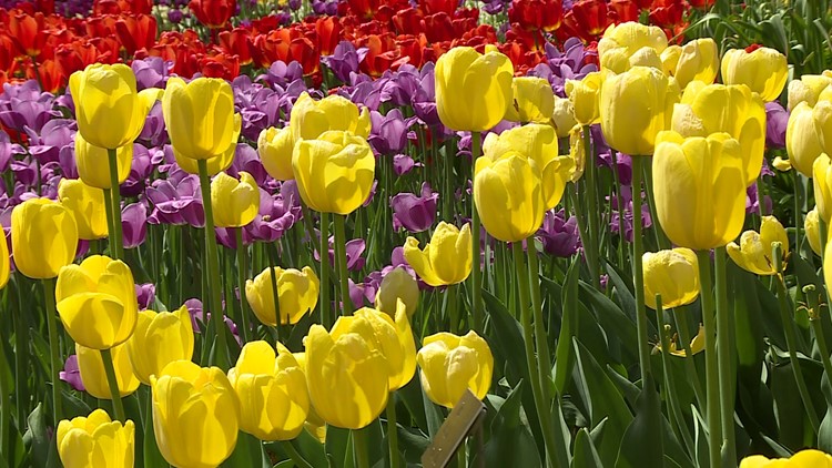 Grow with KARE: The many types of tulips
