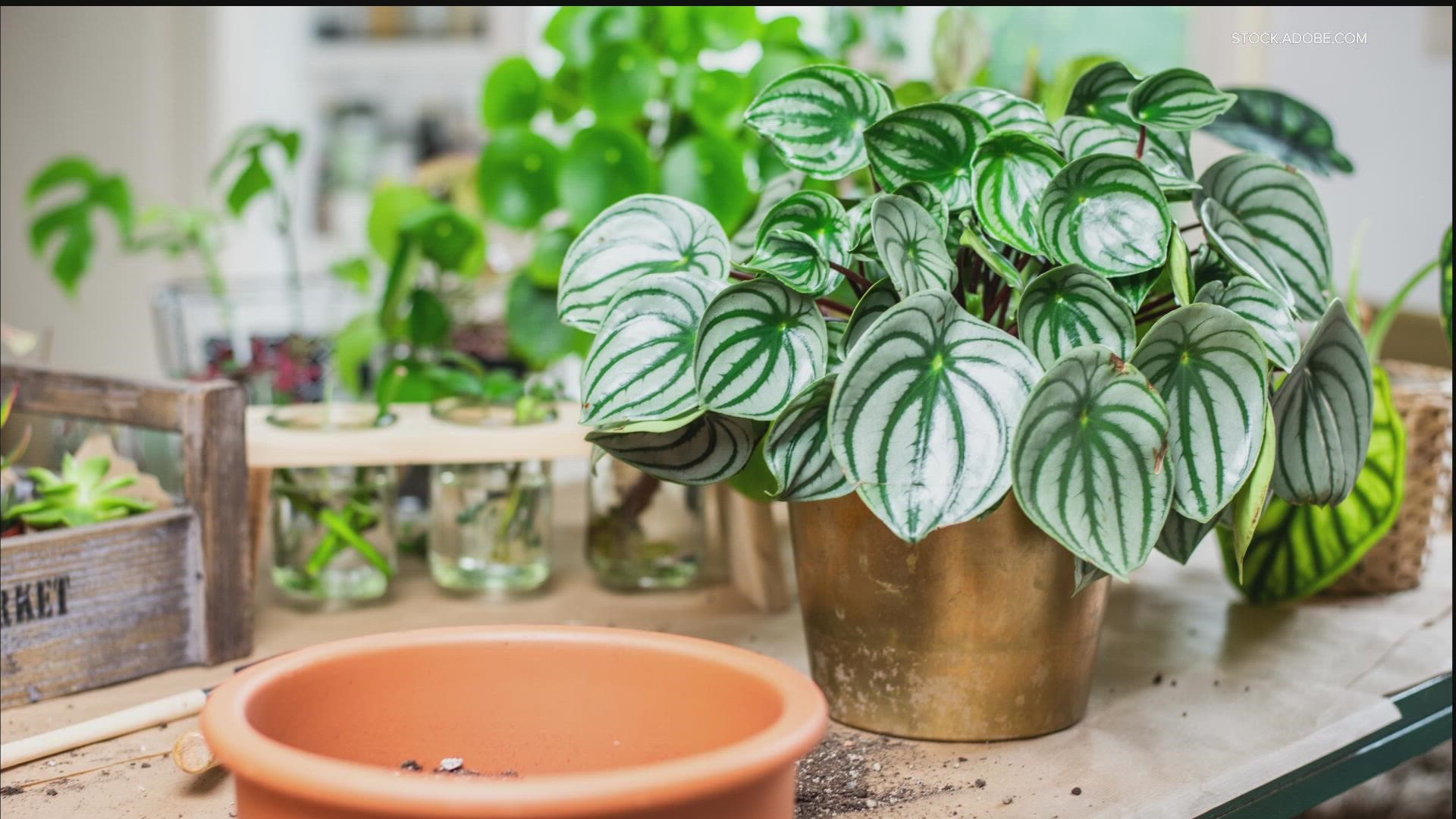 Laura and Bobby find out what the houseplant trends will be for the new year.