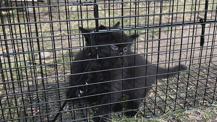 Animal rescues work with city to address cat colonies in Brooklyn Park neighborhood