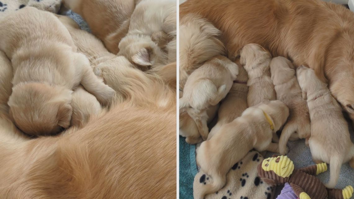 A year after the Hortmans' deaths, Helping Paws honors Gilbert with a new litter of service dogs