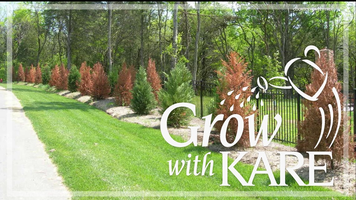 Grow with KARE: Fall watering for healthy trees