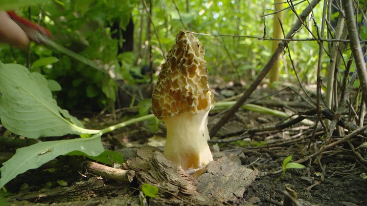 Tips for finding morel mushrooms