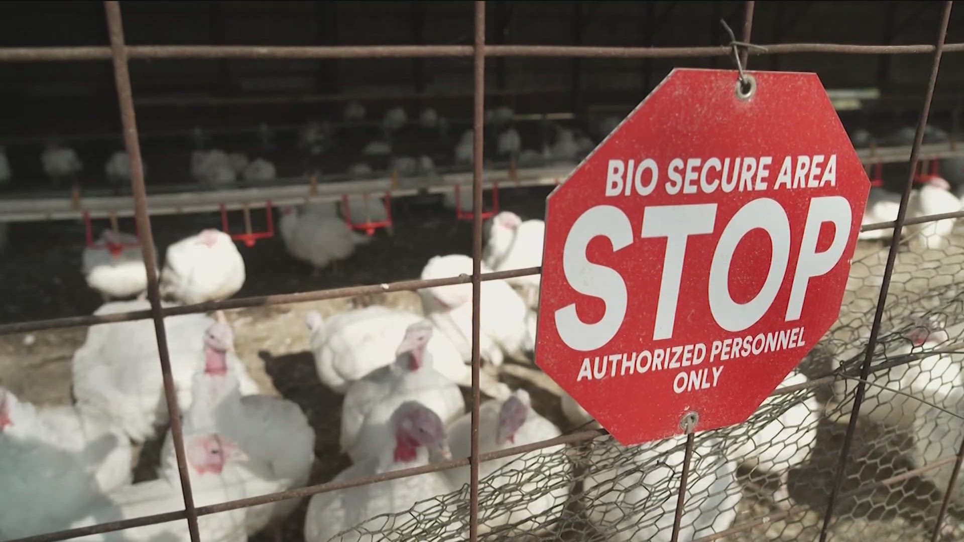 The CDC says the bird flu has led to more than four dozen human infections in the United States.