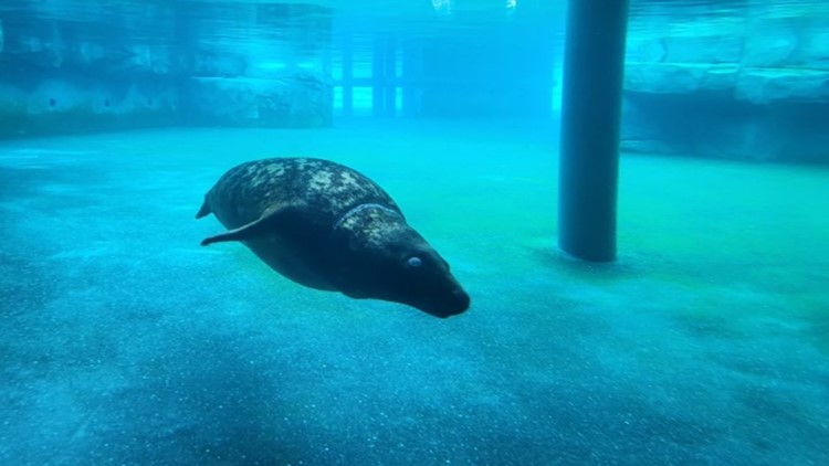 Como Zoo says goodbye to Stanley the gray seal