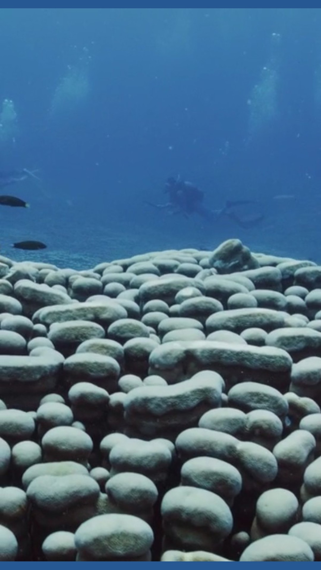 World's largest coral colony discovered in Australia | kare11.com