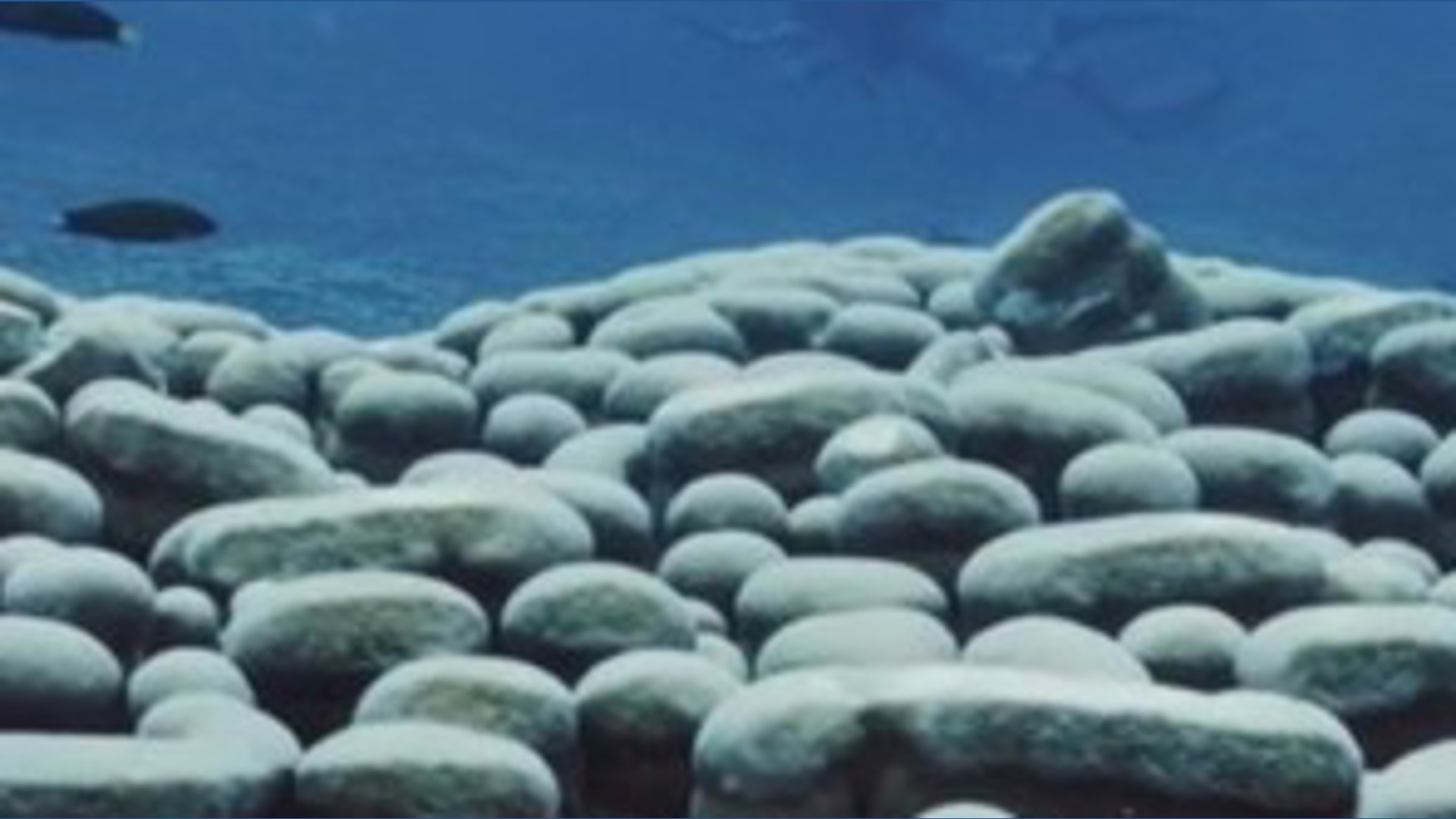World's largest coral colony discovered in Australia | kare11.com