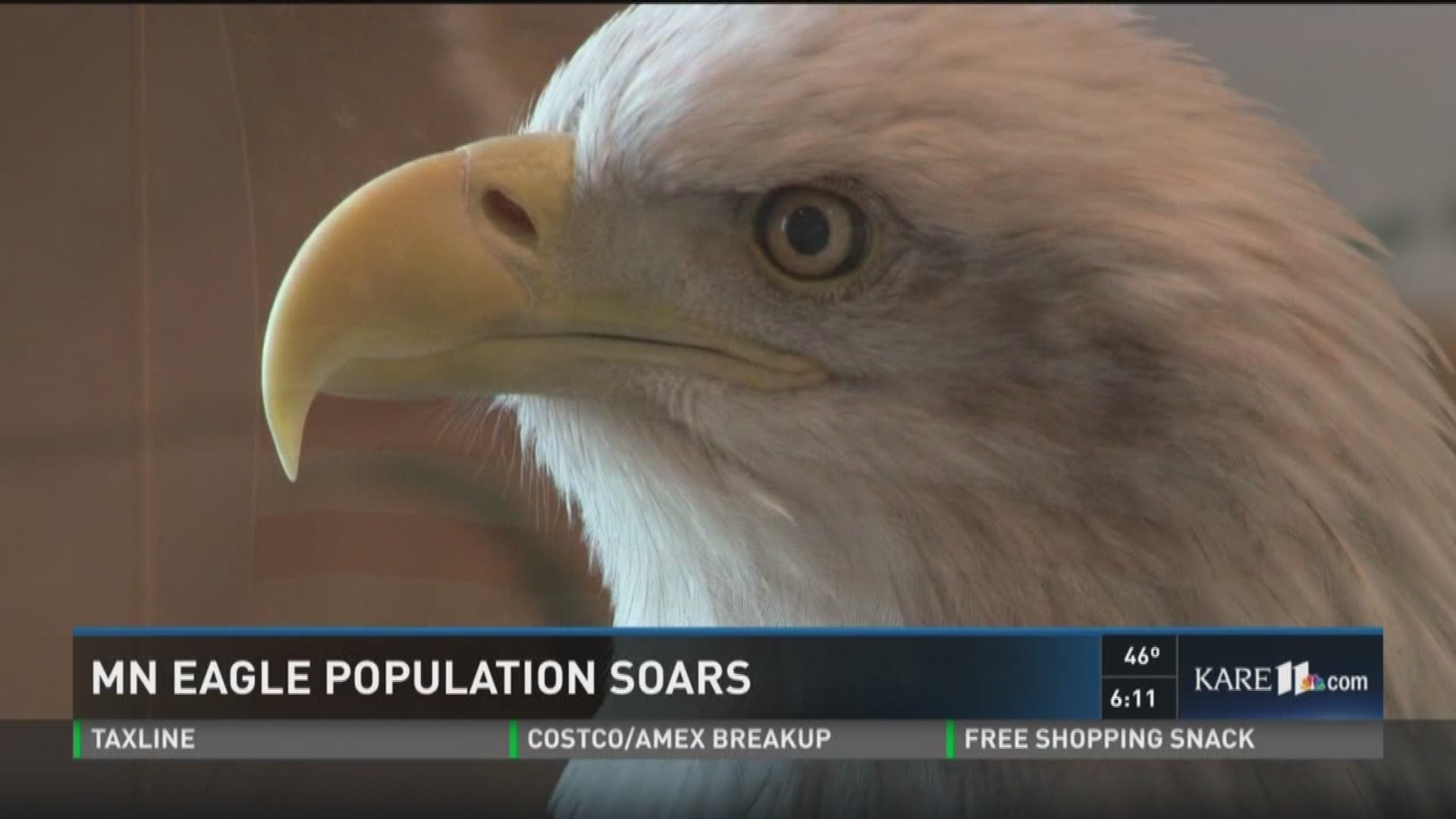 MN eagle population soars