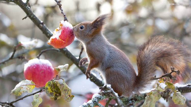 Grow with KARE: Plants for winter wildlife