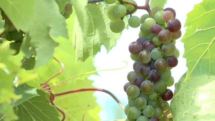 Minnesota wines benefit from summer heat