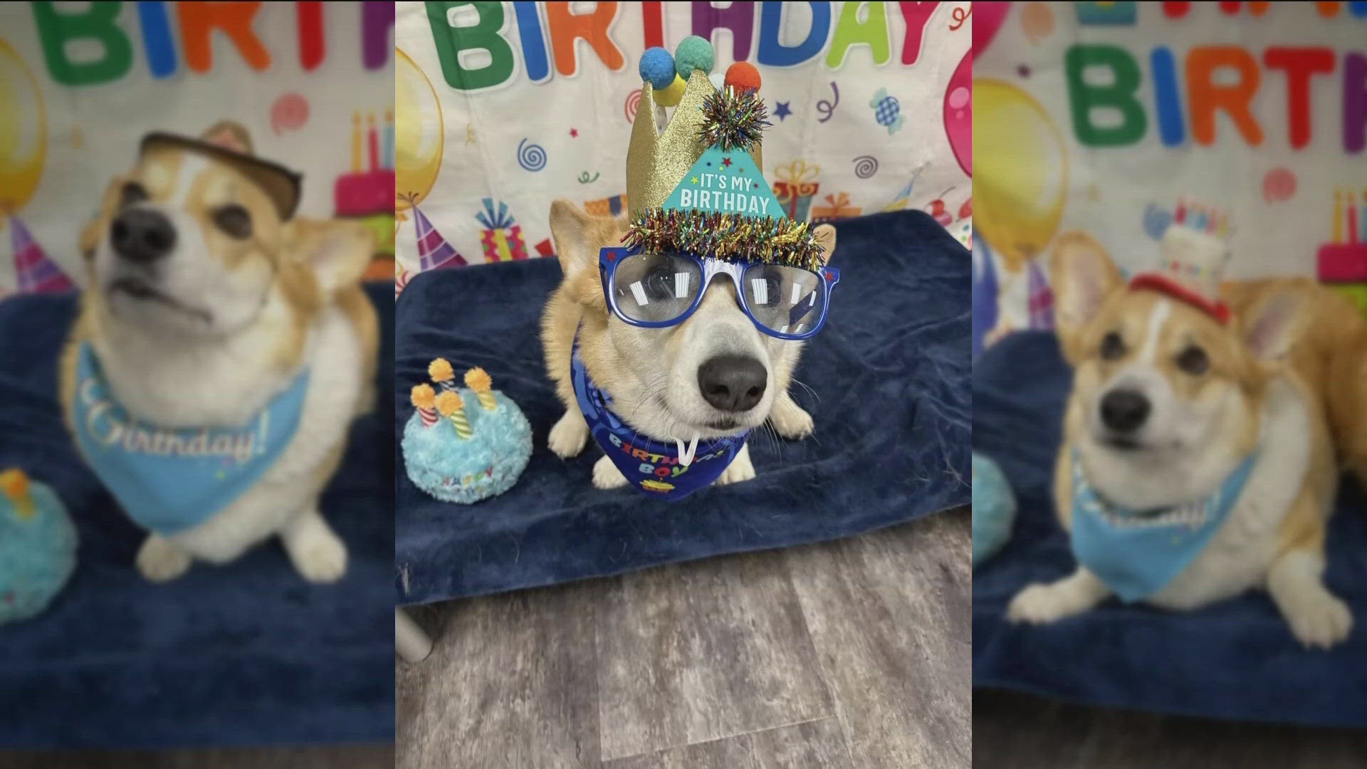 Frank Loth shared a photo of his dog Finn who just celebrated his 6th birthday.