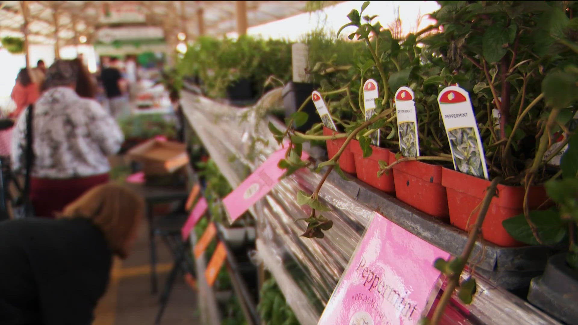kare11.com - Samie Solina - 150 Years of Connection at Minneapolis Farmers Market