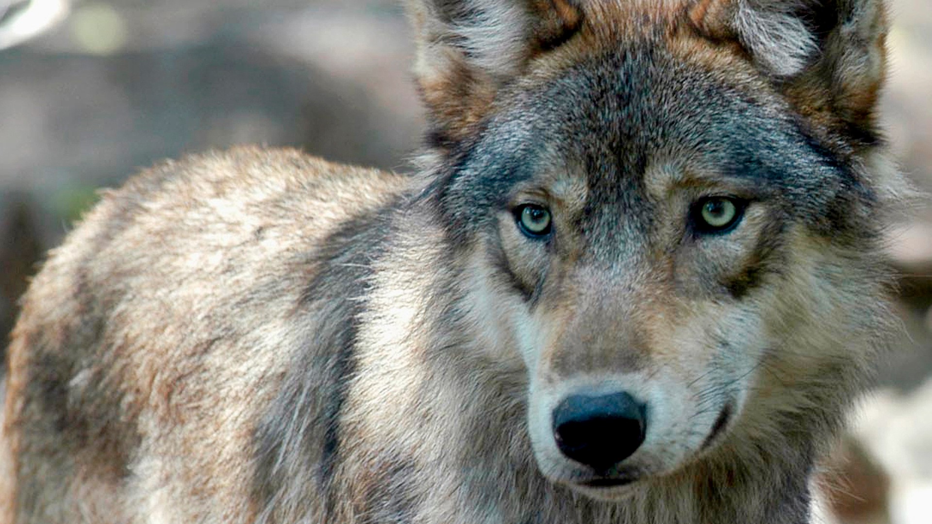 Lawmakers approve bill mandating limit on wolf population | kare11.com