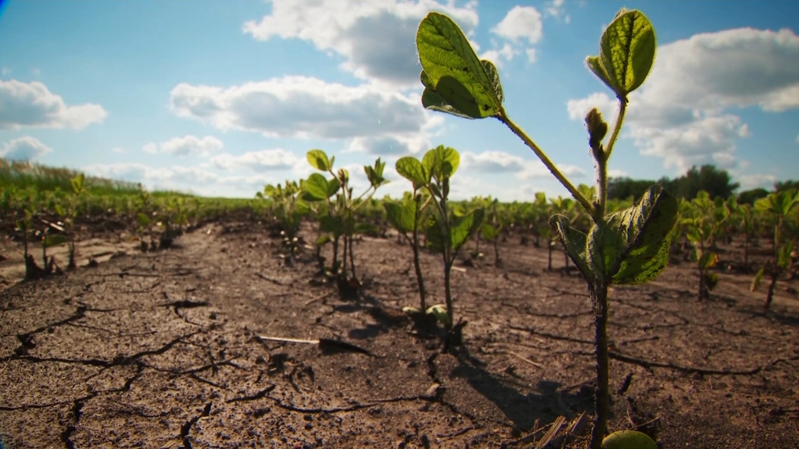 Minnesota soybean farmers heading into harvest season facing a storm that has nothing to do with weather