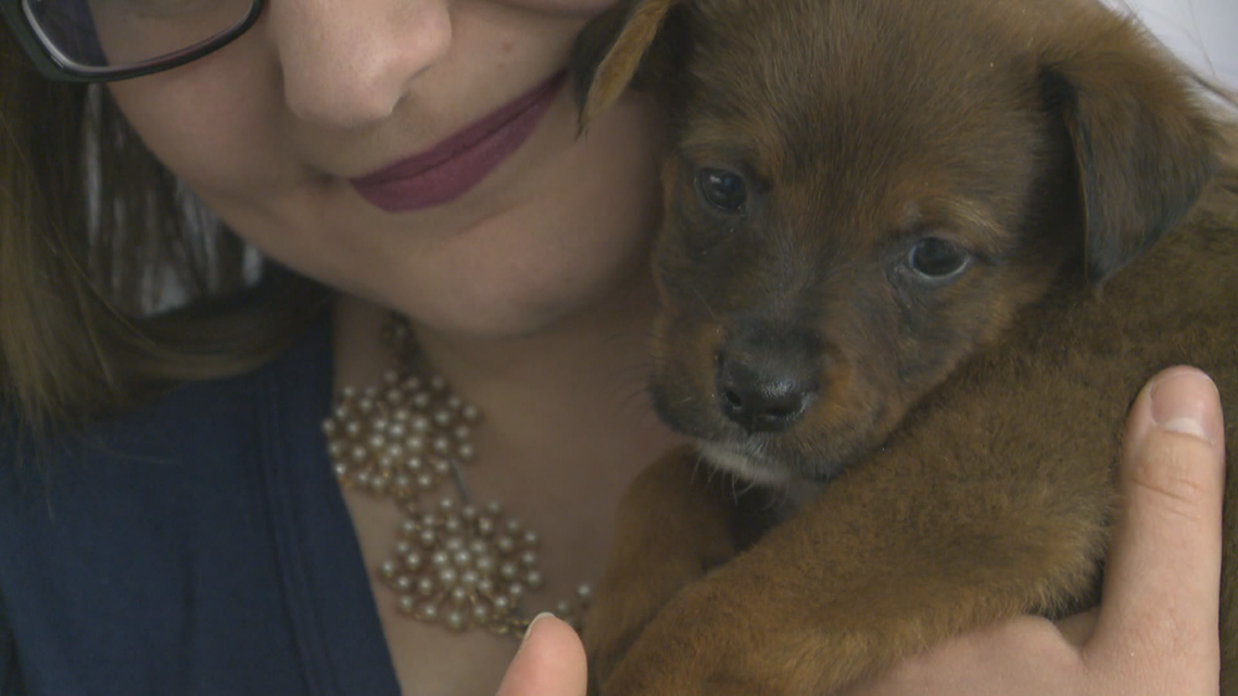 50 Rescue Puppies Looking For Forever Homes Kare11 Com