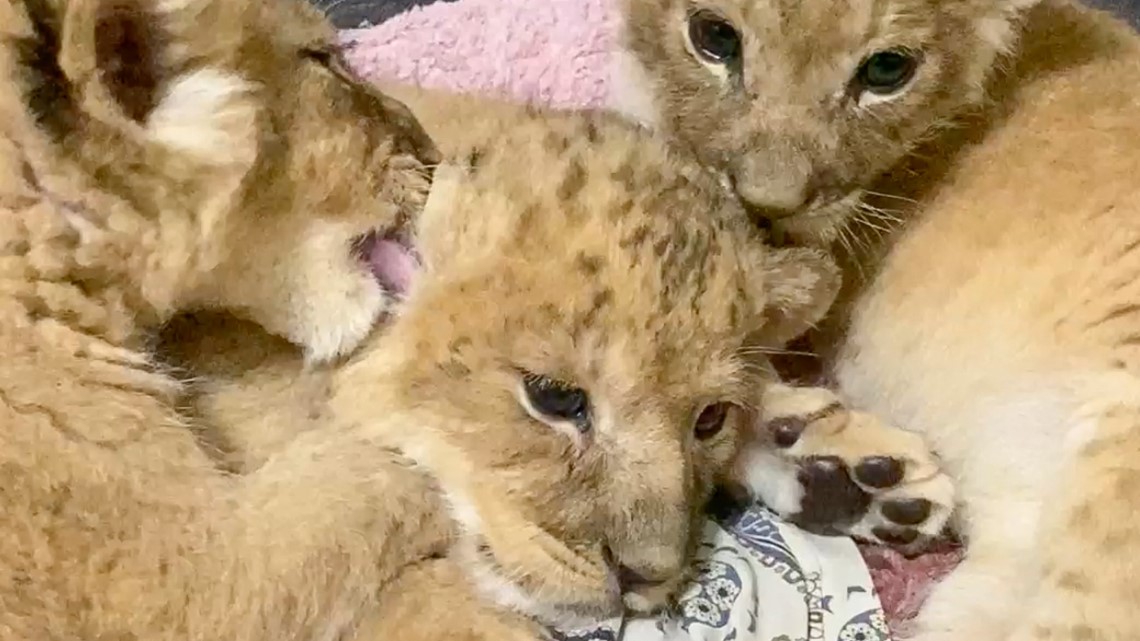 Rescued lion cubs headed to Minnesota from Ukraine 