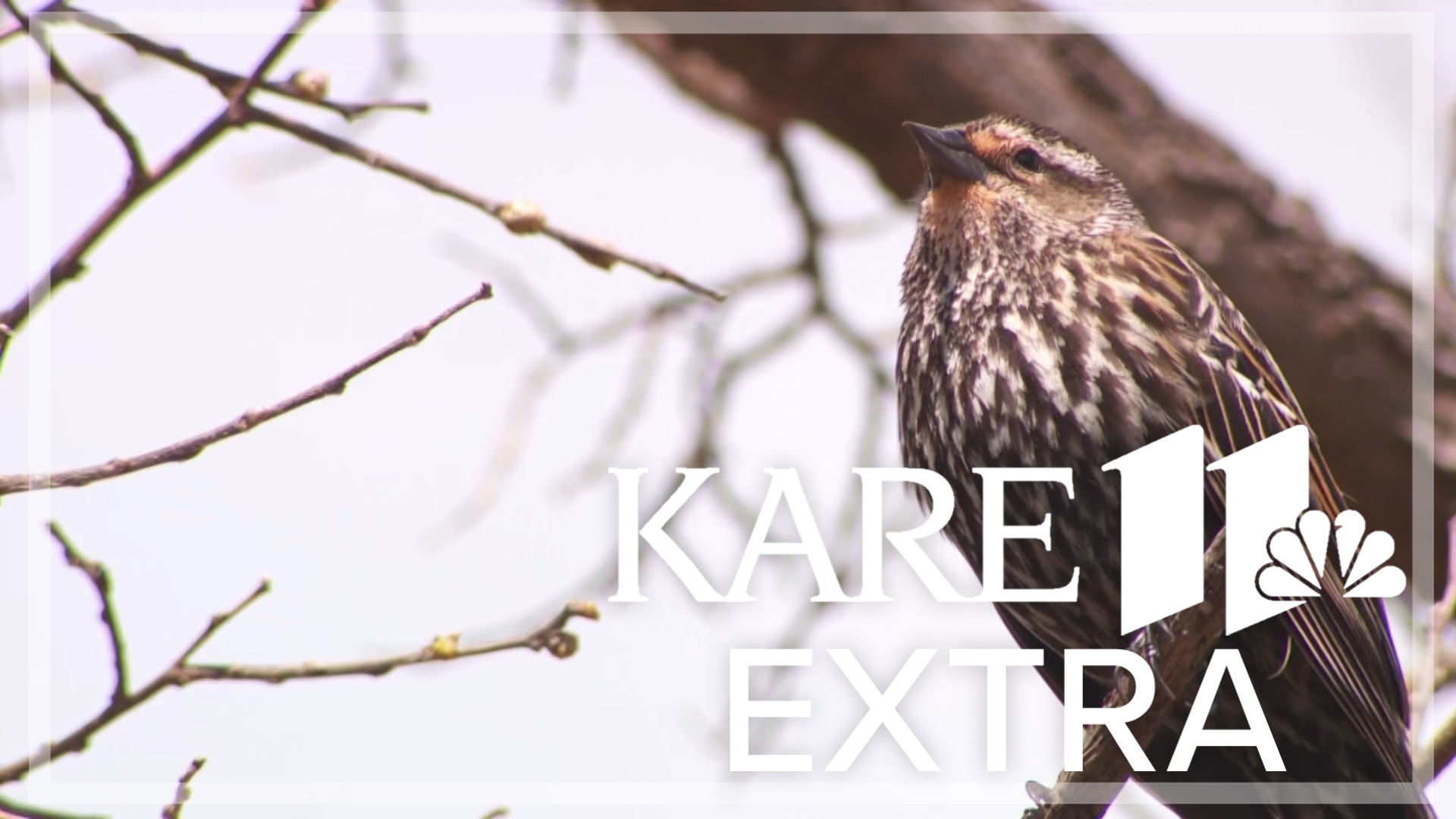 We find out which birds in Minnesota are greatly affected, why, and what is being done to reverse the trend.