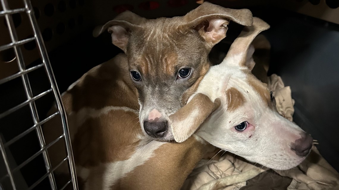 Ruff' month for a dog picked up by tornado and flung 1,000 feet