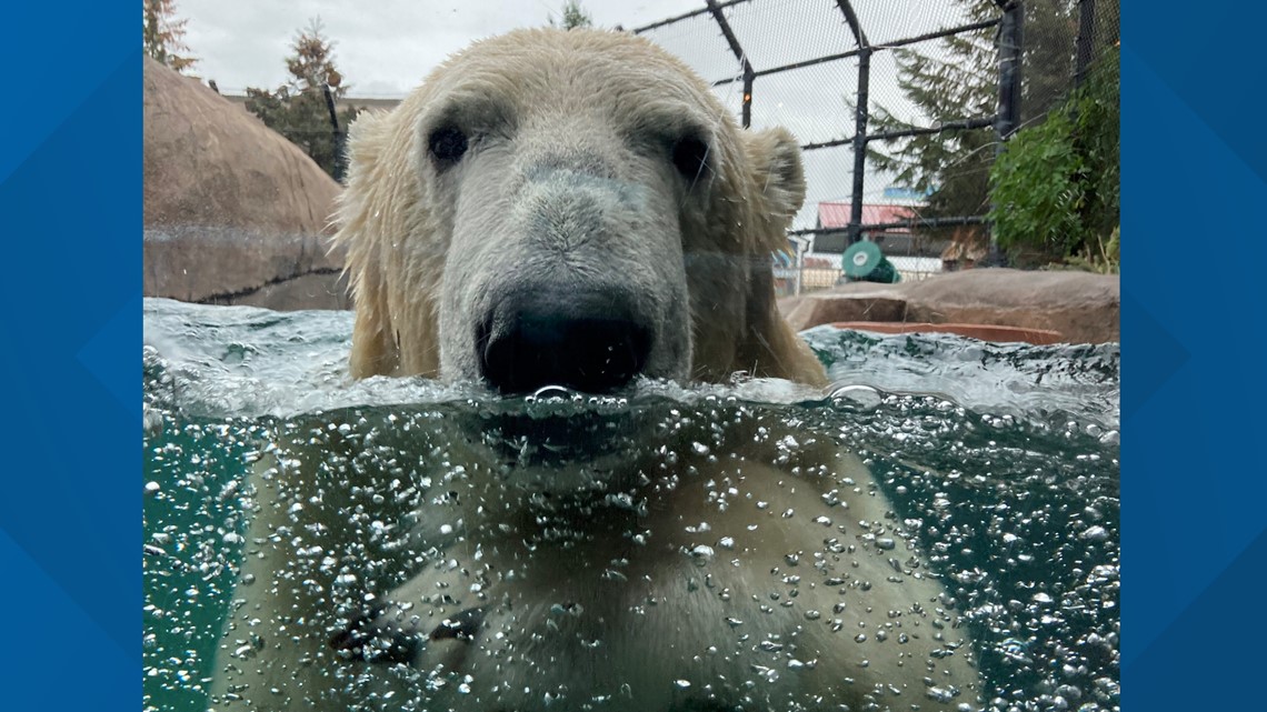 polar bear zoo habitat