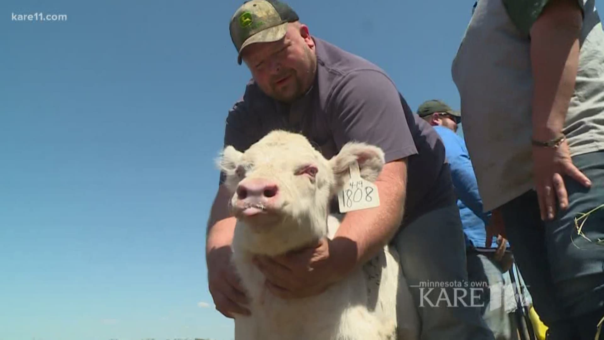 Rare albino calf born in Wisconsin