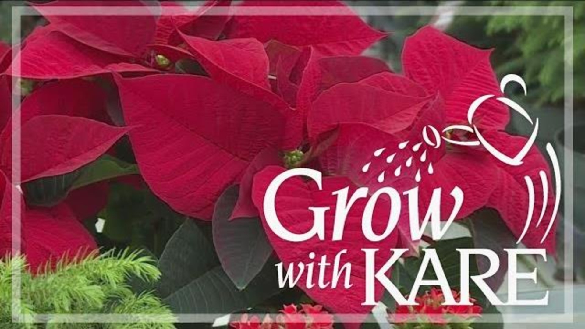 Now that Christmas is over, you don’t have to let your poinsettias wither away. They can last as a houseplant and bloom for you year after year.