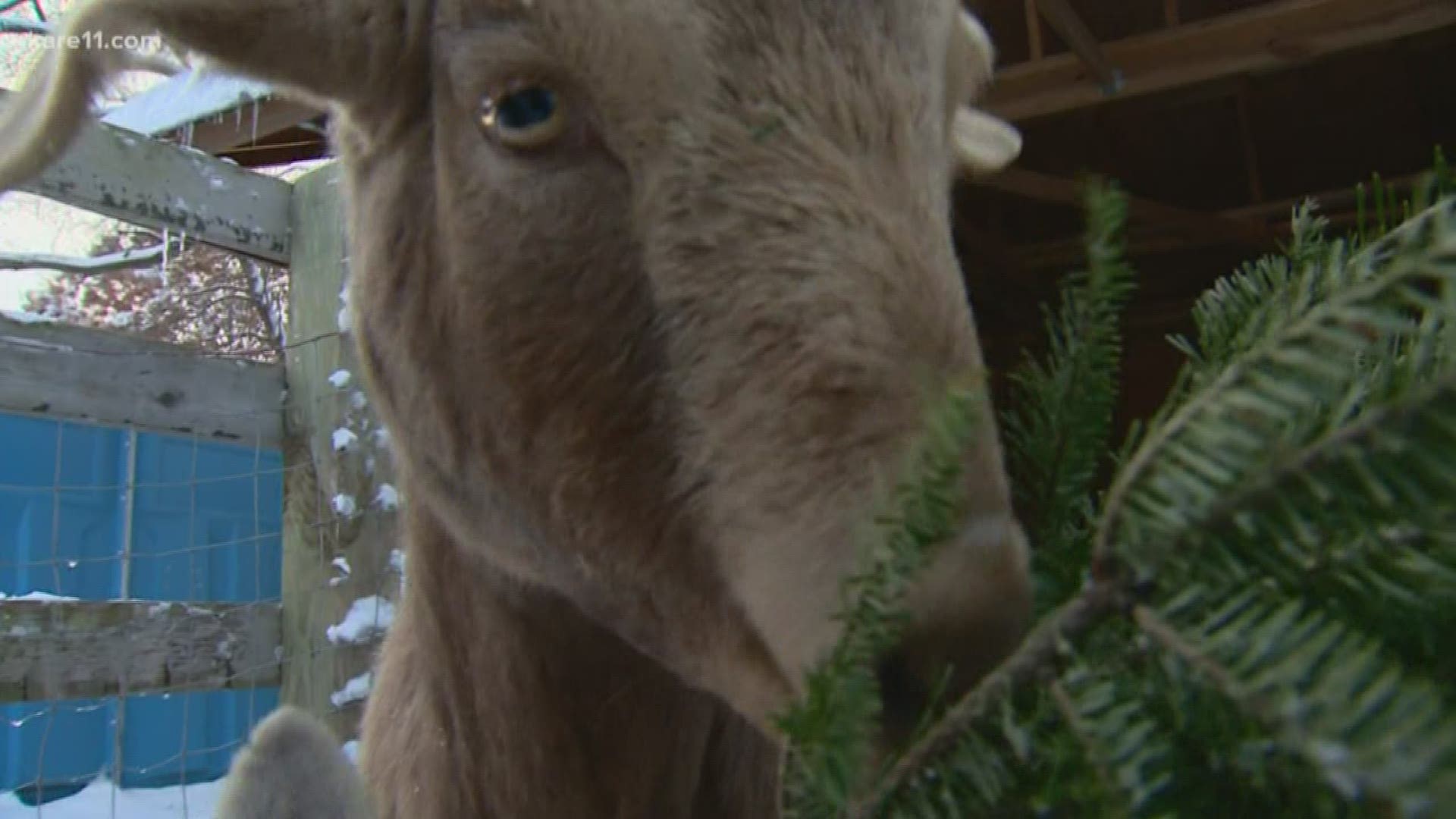 Hillside Hope Through Hooves in Ramsey is accepting Christmas trees if you're looking to recycle yours.