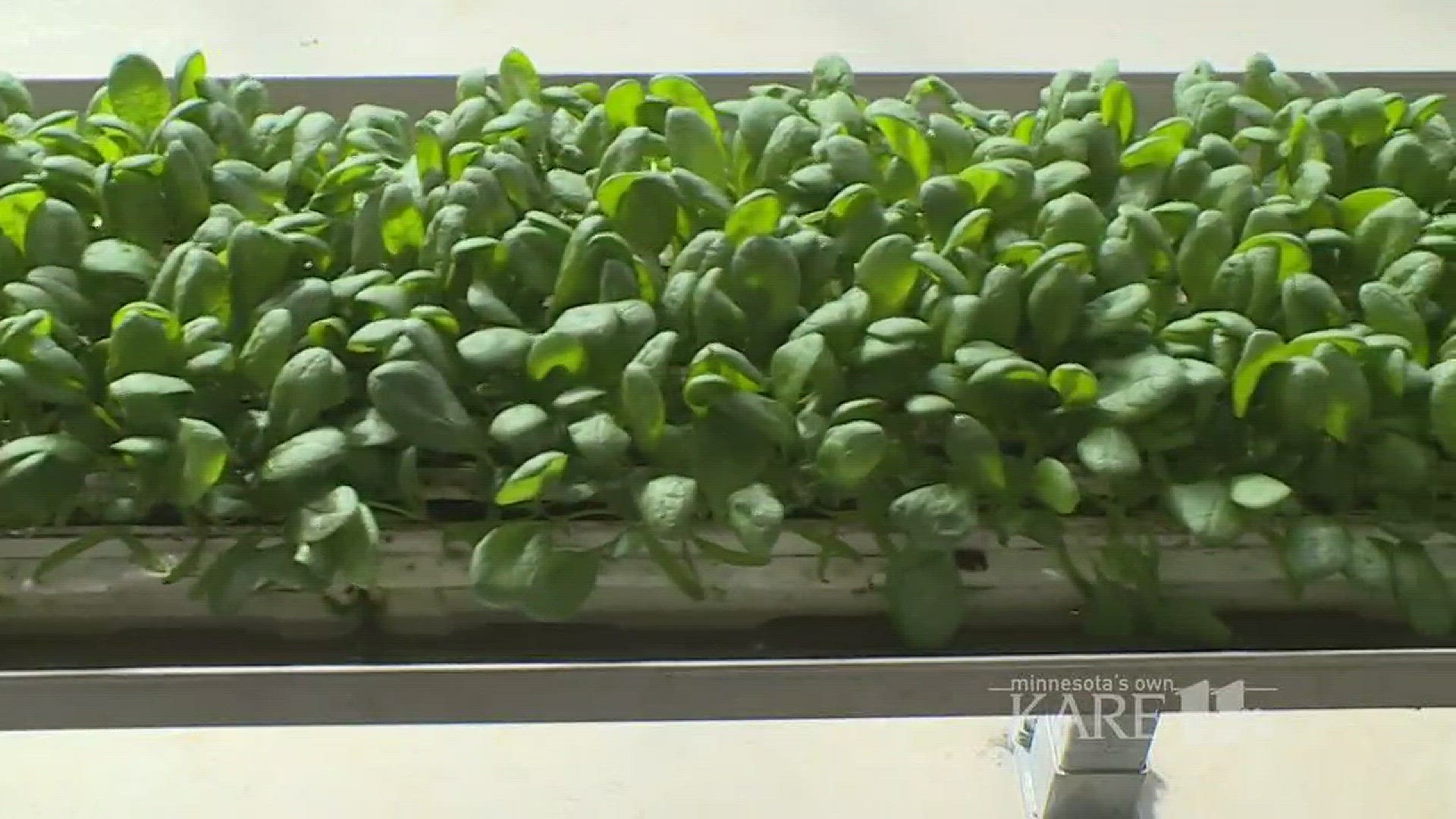 From seed to salad greens, come along with us on a high tech adventure to Revol Greens. http://kare11.tv/2tzz3LL