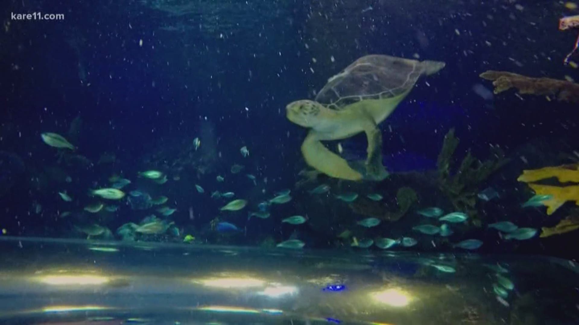 Popular Sea Life turtle at Mall of America found herself stuck at the top of the aquarium.