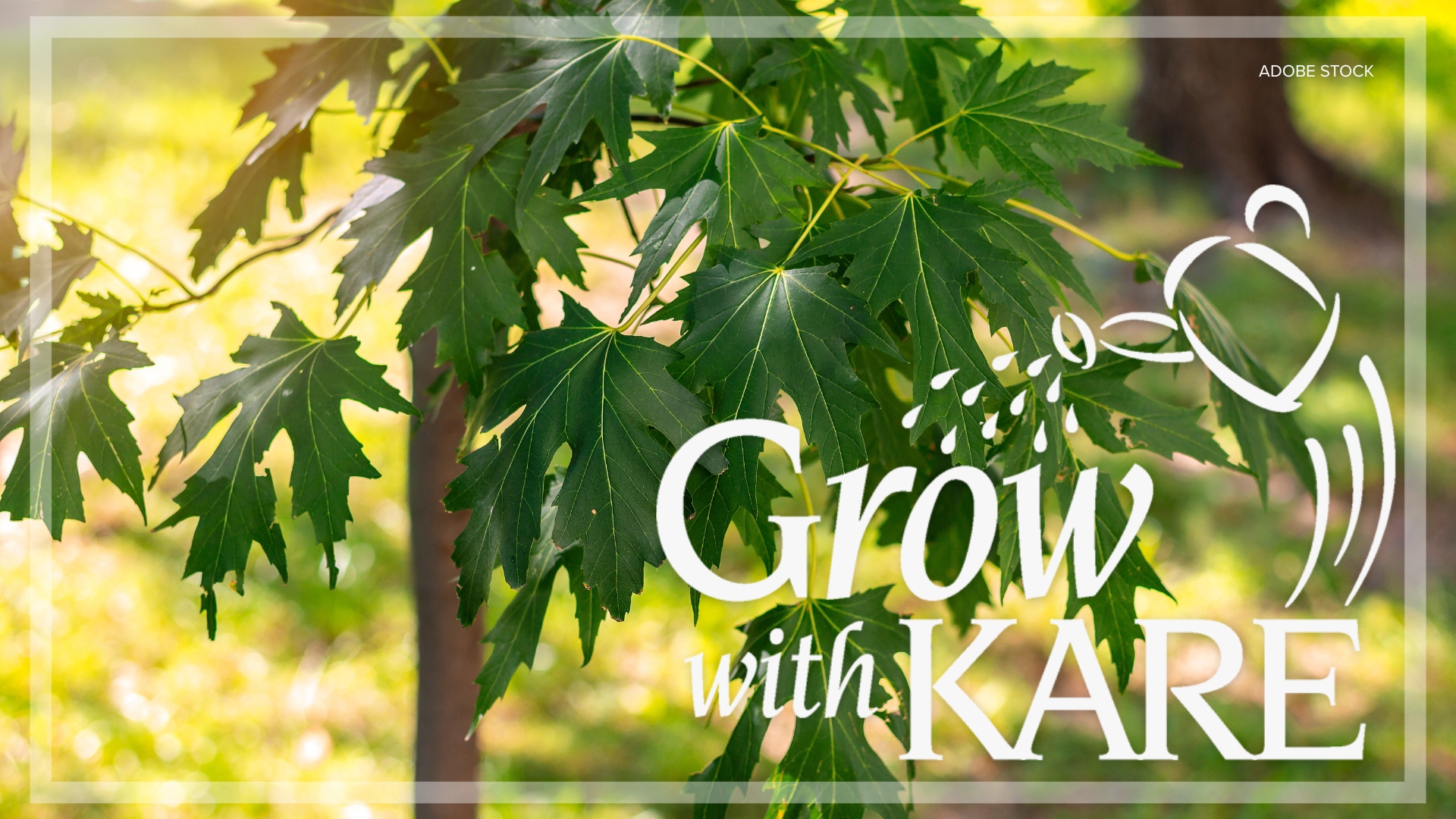 Grow with KARE: Fast-growing trees | kare11.com