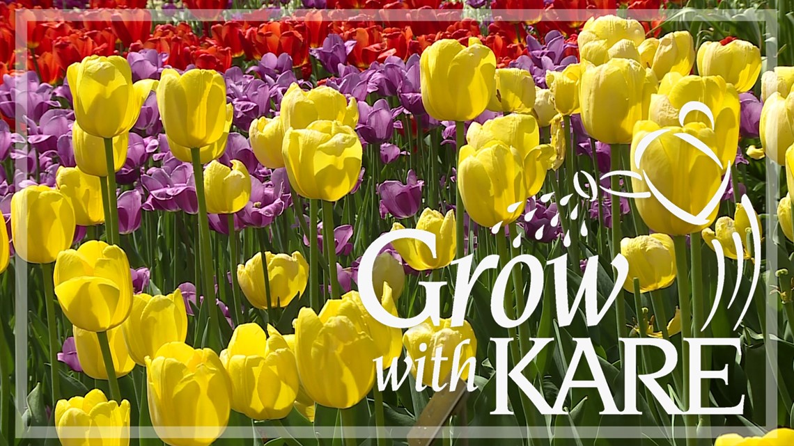 Grow with KARE: The many types of tulips