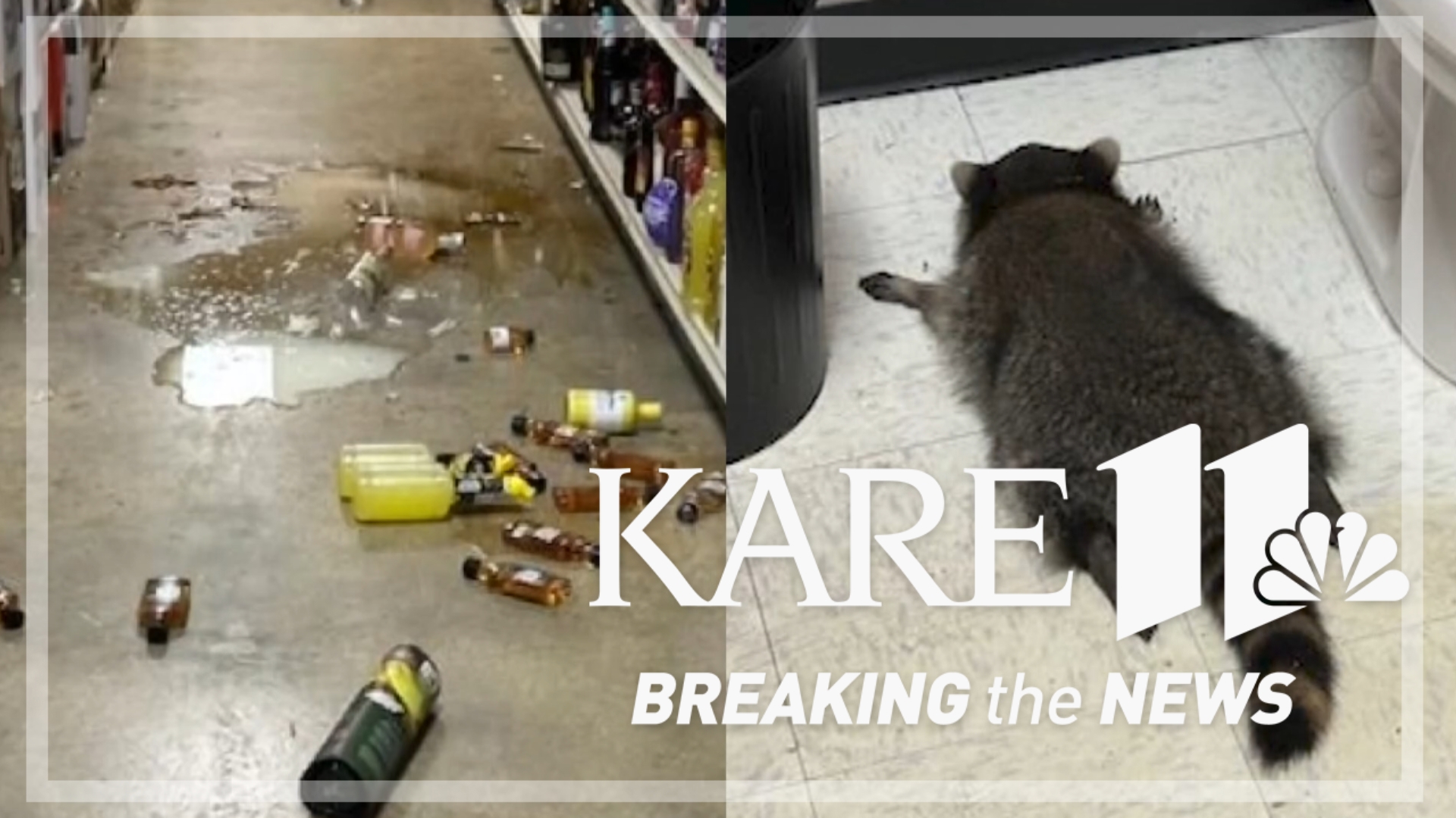 One Last Thing: A raccoon fell through the ceiling of a liquor store and once inside went on a bender. 