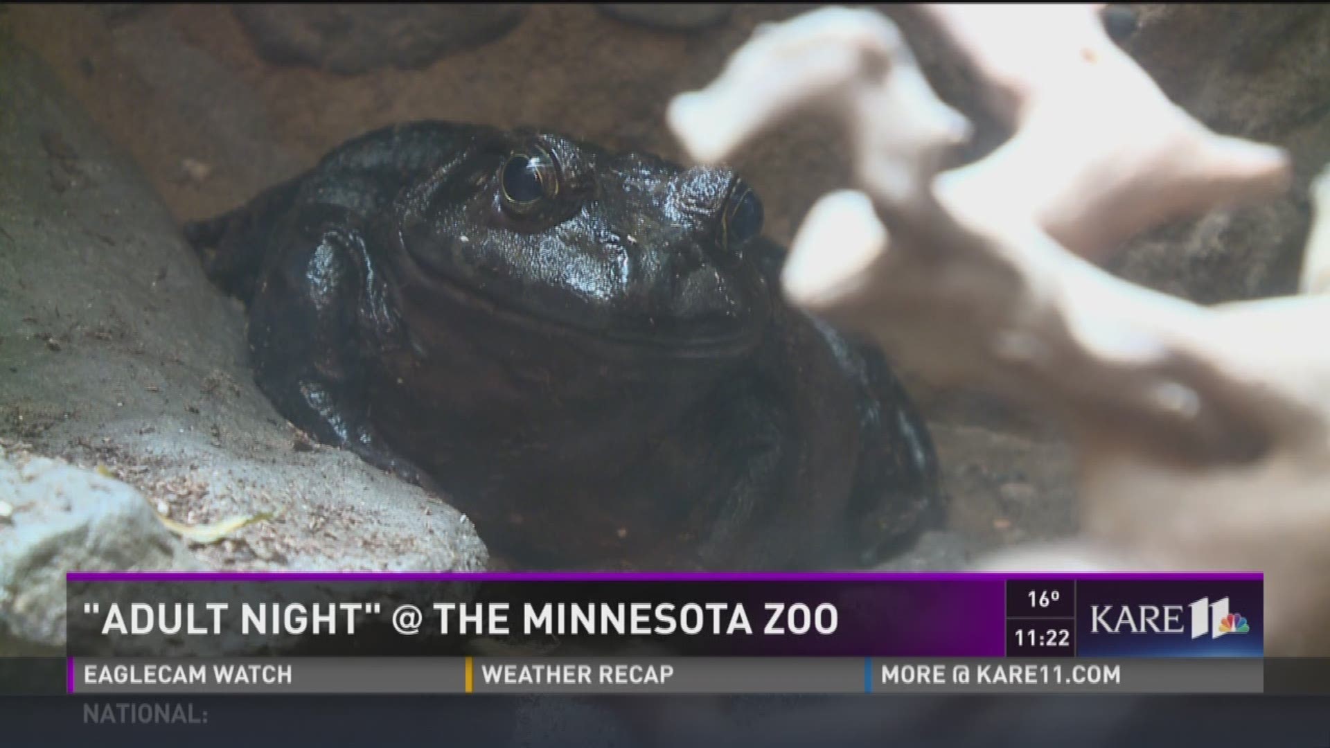 Enjoy 'Adult Night' at the MN Zoo