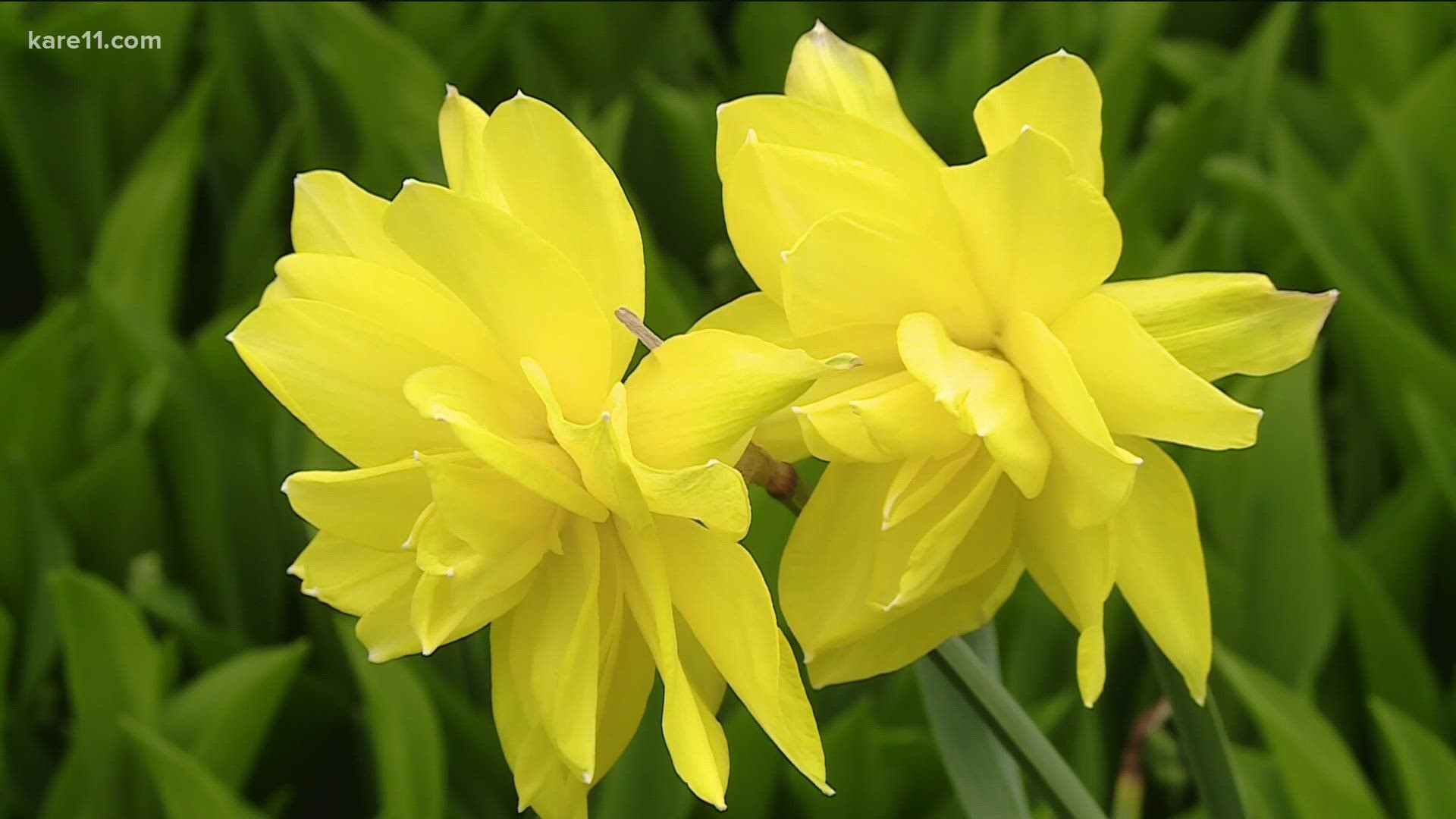 It’s time now to plant spring bulbs. And while tulips are beautiful, we think daffodils are an even more fantastic choice for a few reasons.