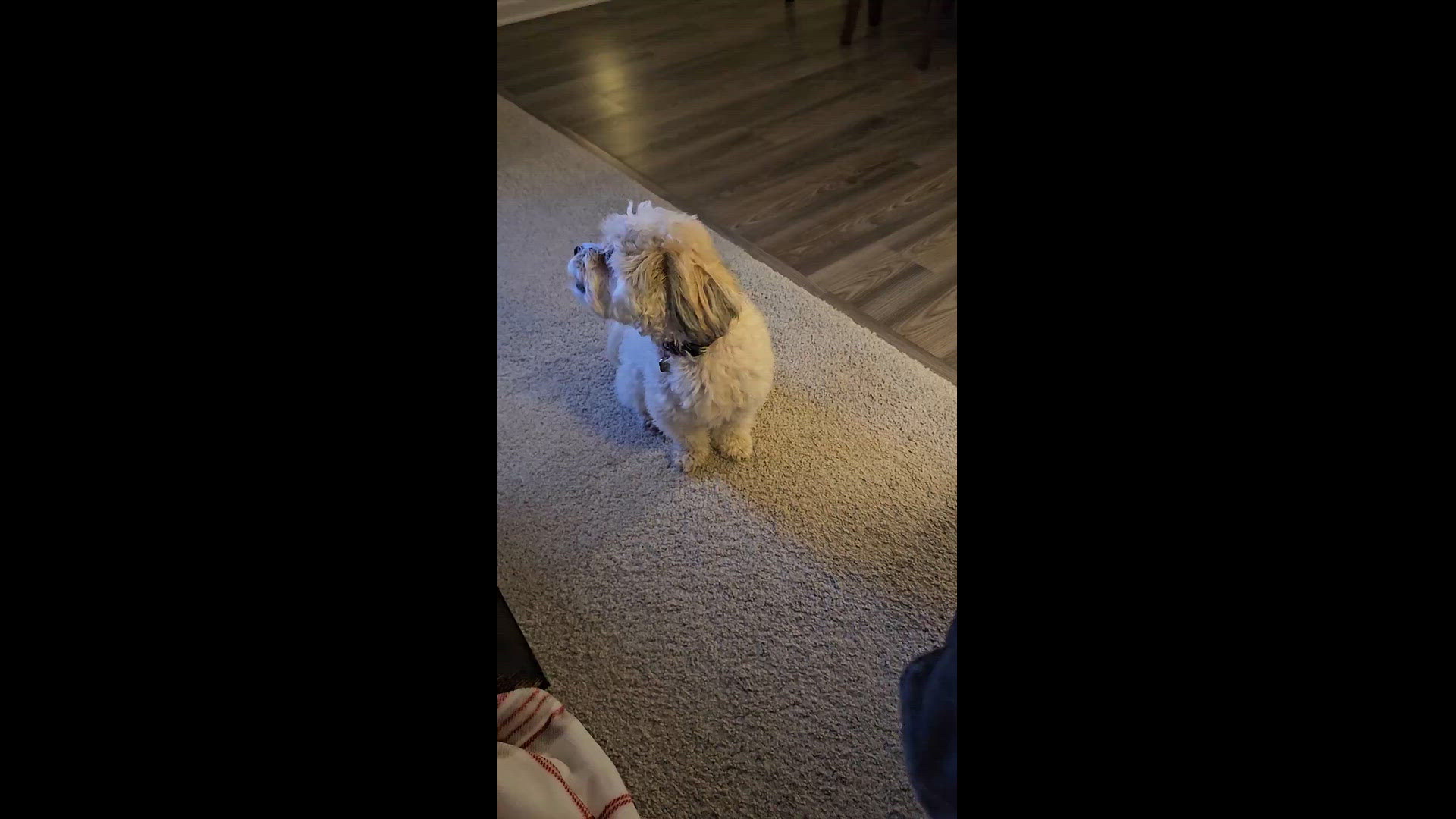 Benji howls for the Wolves
Credit: Laurie Lindholm