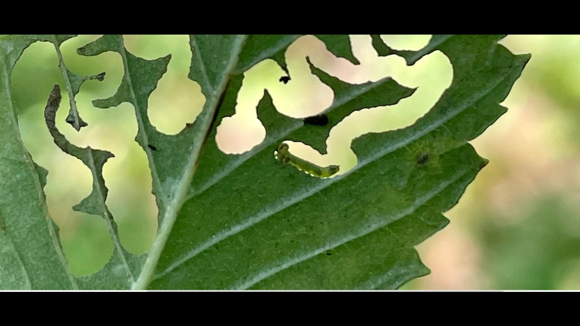 Scizeau Insect Elm zigzag sawfly found for first time in Minnesota | kare11.com