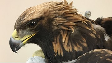 Golden Eagle Euthanized After Severe Lead Poisoning