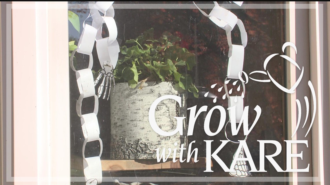 Grow with KARE: Overwintering geraniums