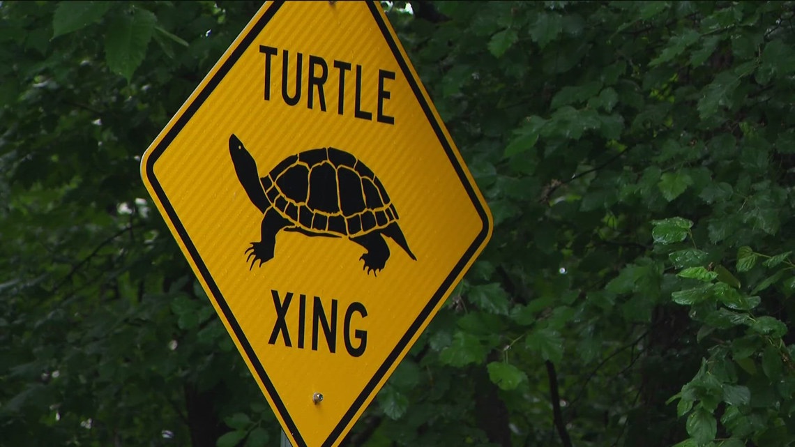 Sisters create app to track turtle safety | kare11.com