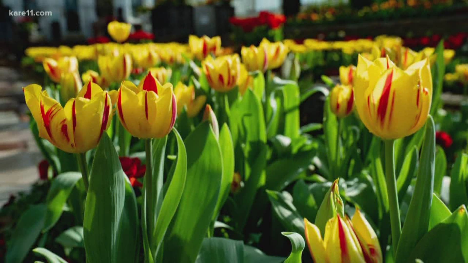 If you want a taste of what's to come outdoors, head to the Spring Flower Show at Como Park Zoo & Conservatory. https://kare11.tv/2OrpPYG