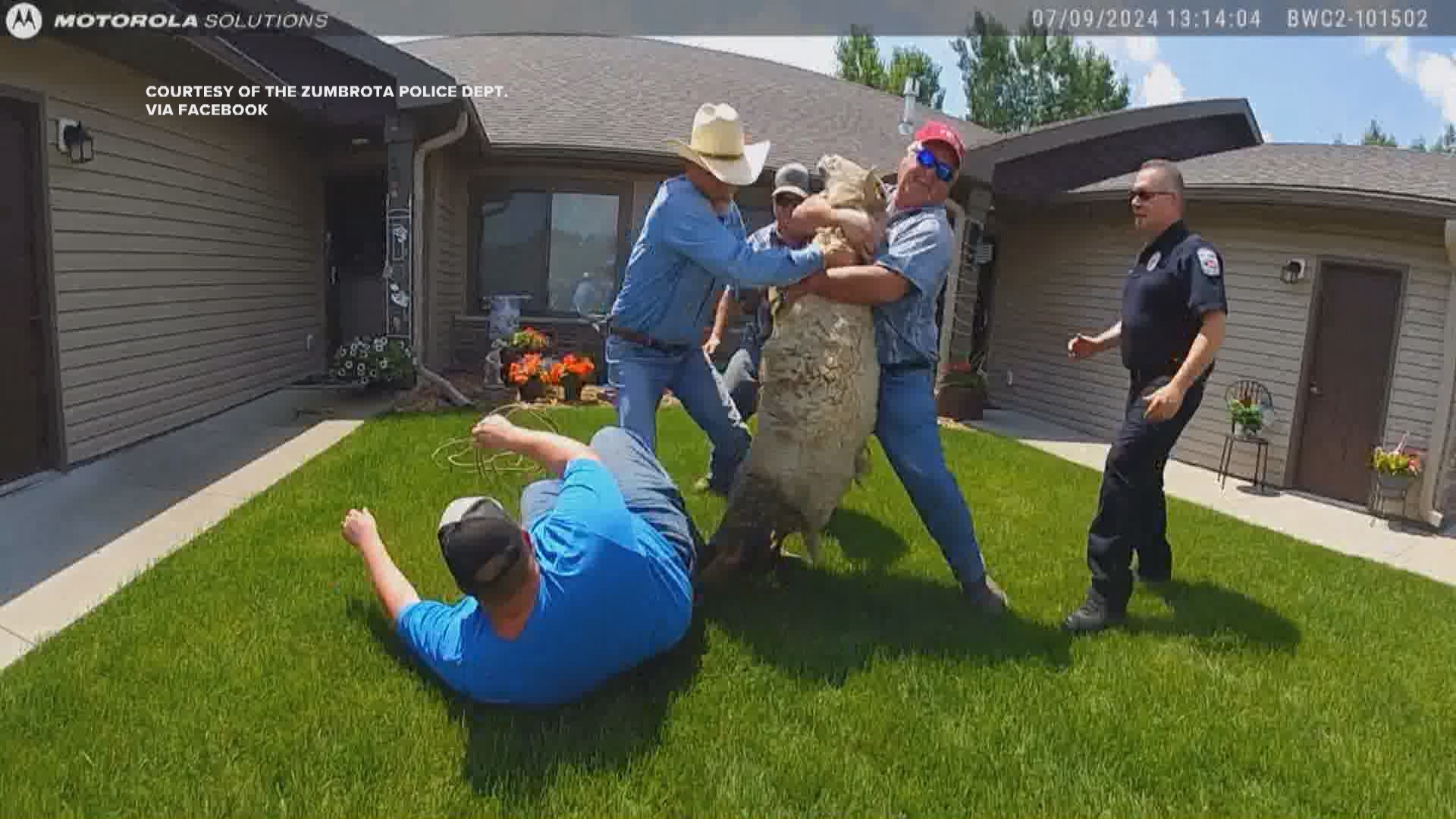 The Zumbrota Police Department may have lost the battle in capturing a runaway sheep... but they won the war after enlisting the help of local cowboys.