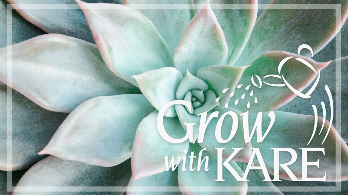 Grow with KARE: Bringing in succulents over the winter