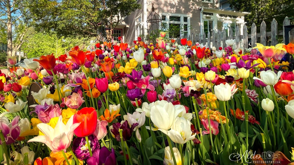 South Minneapolis Tulip House is in full bloom | kare11.com