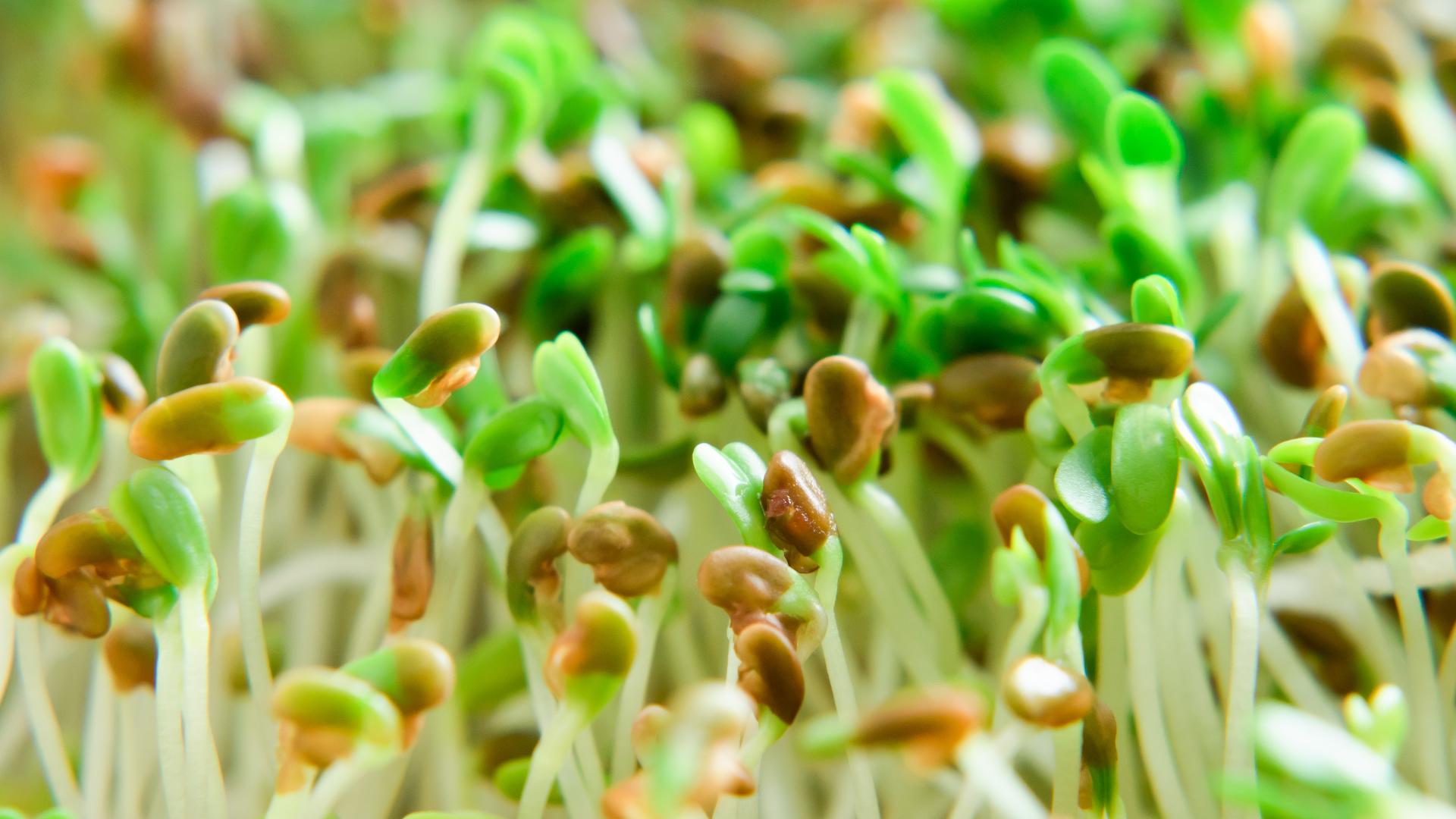 E. coli, salmonella infections linked to Minnesota-grown alfalfa sprouts