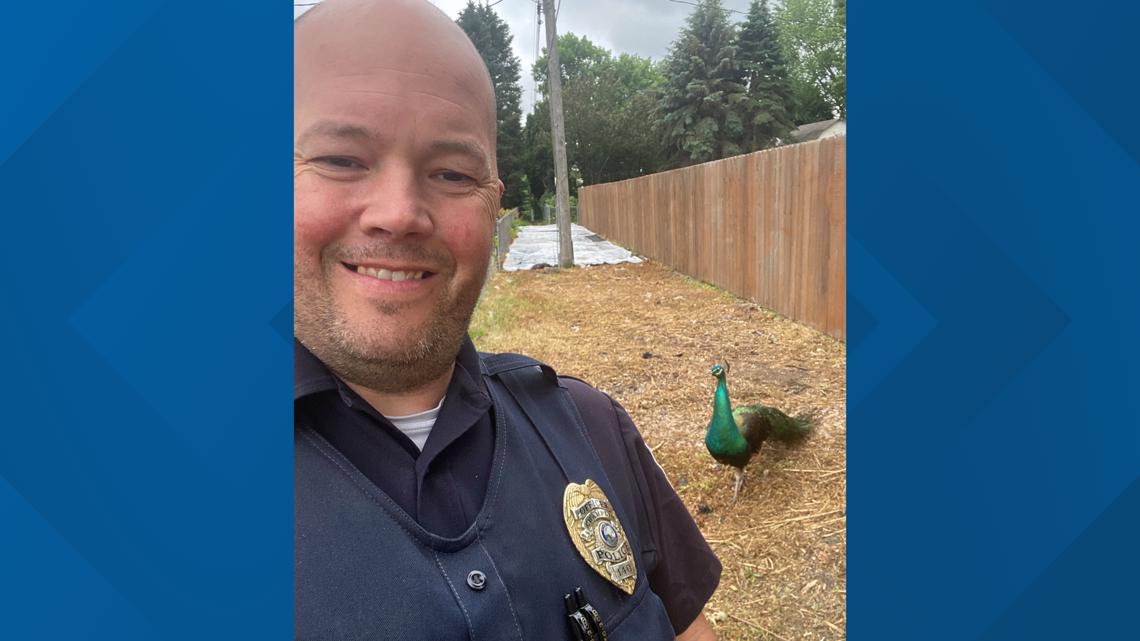 Peacock runs wild in Champlin, Minnesota