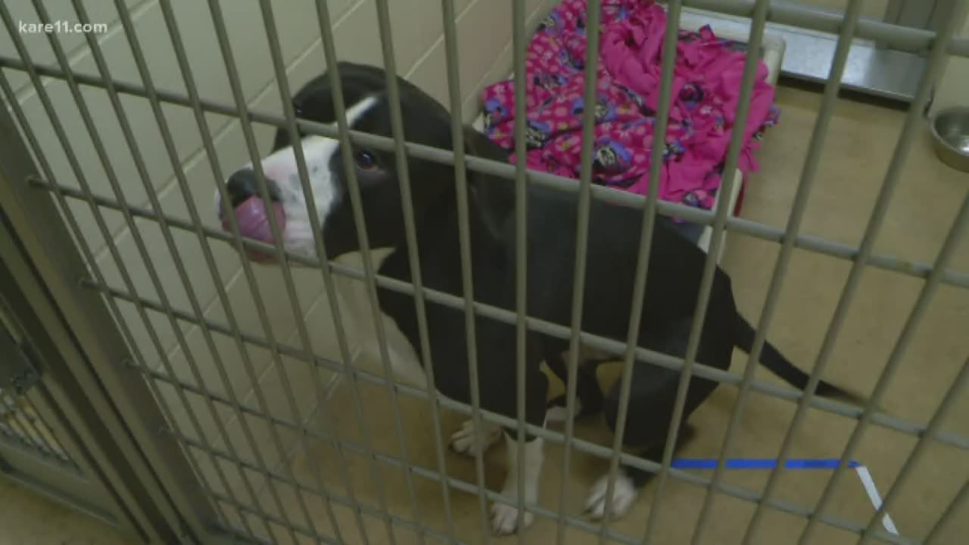 Clear the Shelter' event happening Friday at Minneapolis Animal Care and  Control 